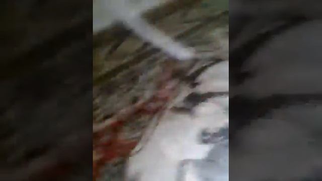 Маленький домик для собачки смотреть онлайн