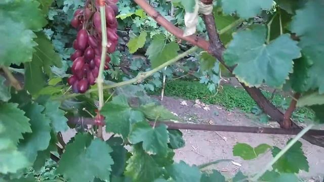 Виноград Маникюр Фингер и Гамлет 2020 смотреть онлайн