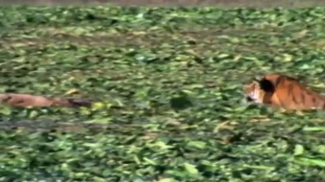 Tiger Vs Crocodile Real Fight !! Most Rare Battle смотреть онлайн