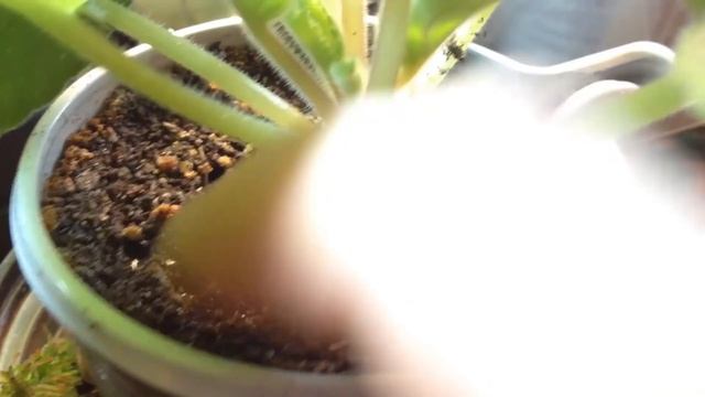 Секреты полива фиалок смотреть онлайн