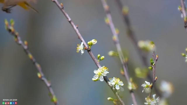 Самая красивая мелодия в мире... Я плакала, когда услышала эту песню! Эту музыку можно слушать вечн смотреть онлайн