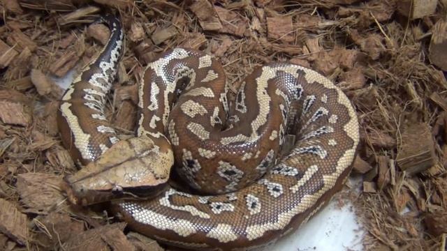 pepper Python brongersmai clutch смотреть онлайн