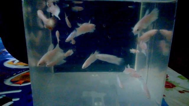 Рыбки петушки. Подростки. смотреть онлайн