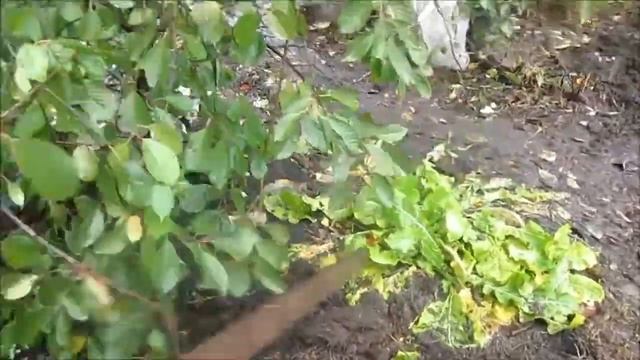 Набор веса у Мускусных уток / Осенний вольер для уток Шипунов / Как правильно перегонять стадо уто смотреть онлайн