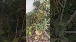 Что случилось с рододендроном после зимовки, болеет?