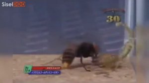 5 СУМАСШЕДШИХ БИТВ НАСЕКОМЫХ СНЯТЫХ НА КАМЕРУ