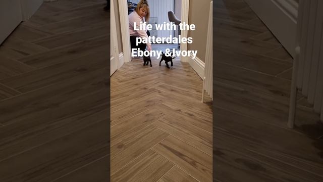 life with the patterdales Ebony &Ivory day1 смотреть онлайн