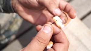 Креветка наживка для ловли Форели