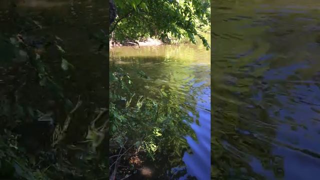 Русская черноспинная гончая смотреть онлайн