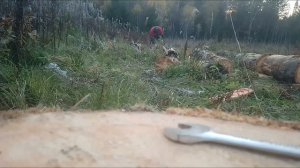 бензопила штиль 361 в работе