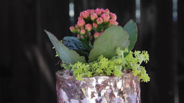 Pretty In Pink - Mini Succulent Garden смотреть онлайн
