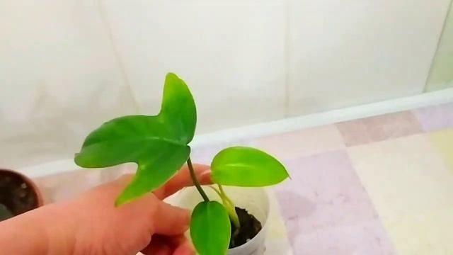 Обзор традесканций - как сохраняла, что буду делать с ними к весне. Как прижились зимние черенки смотреть онлайн