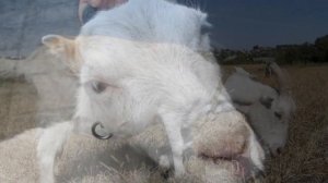 Разведение коз породы Ламанча как бизнес идея | Козы Ламанча