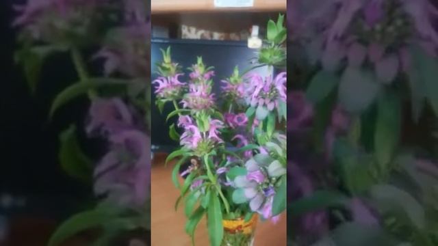 МОНАРДА (МАХРОВАЯ СКАЗКА). Одно из самых красивых и экзотичных растений. смотреть онлайн