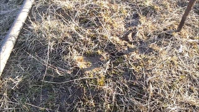 Грецкий орех. Сажаем сад возле дома. смотреть онлайн