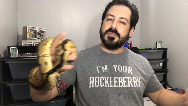 CAN I GO ON VACATION WITH A BALL PYTHON??: Ball Python care 2020 смотреть онлайн