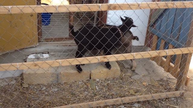 Говорящий мини козлик Ману смотреть онлайн