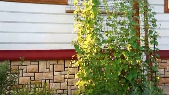 тоннель смотреть онлайн