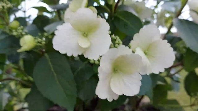 Ампельная гортензия 