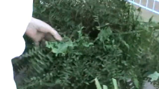 Boston Fern смотреть онлайн