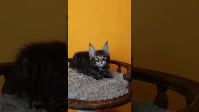 Котенок мейн кун Гарфильд смотреть онлайн