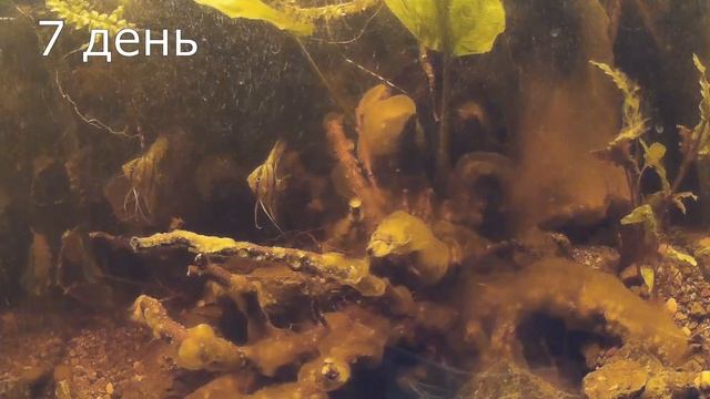 БАКТЕРИАЛЬНЫЙ НАЛЕТ В АКВАРИУМЕ. КАК БОРОТЬСЯ. BACTERIAL PLAQUE IN THE AQUARIUM. HOW TO FIGHT. смотреть онлайн