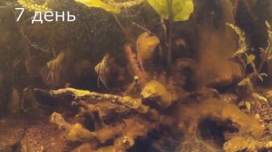 БАКТЕРИАЛЬНЫЙ НАЛЕТ В АКВАРИУМЕ. КАК БОРОТЬСЯ. BACTERIAL PLAQUE IN THE AQUARIUM. HOW TO FIGHT.
