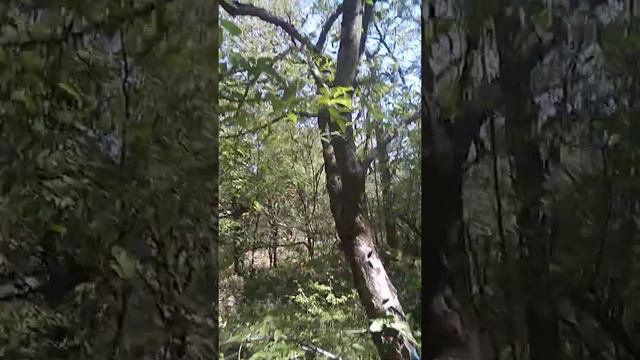 Ай Даниль тропа к морю смотреть онлайн