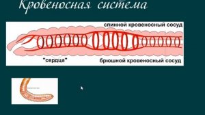 строение дождевого червя  Мемория