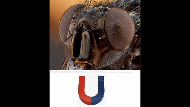 Анекдот про мух и магниты 54232175