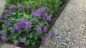 Садовая коллекция. Астранция