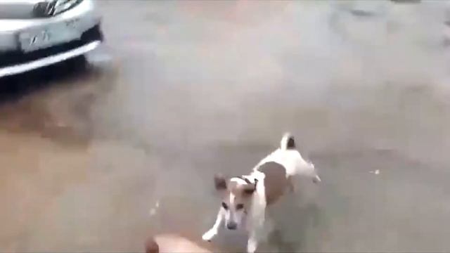 как сделать МАКЕТ собаки смотреть онлайн