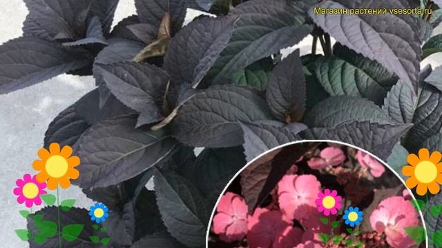 Гортензия пильчатая. Краткий обзор, описание характеристик hydrangea serrata daredevil смотреть онлайн