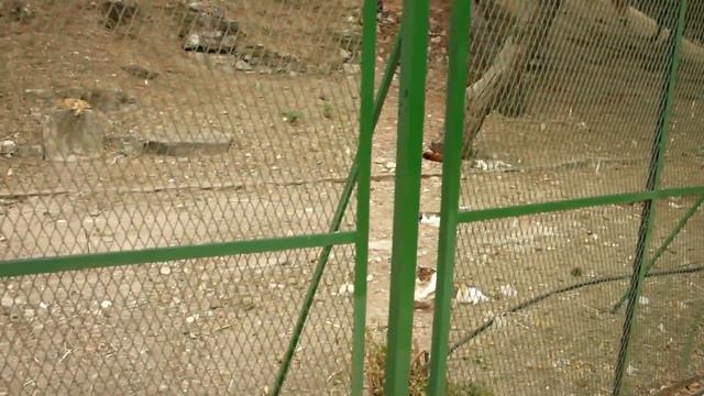 Кошачий зоопарк в Афинах смотреть онлайн