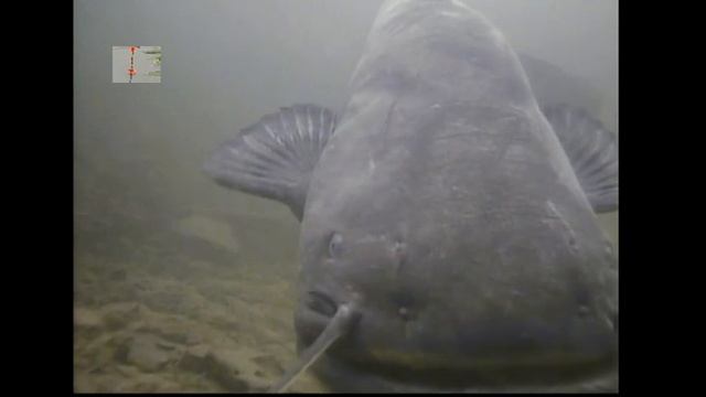 Поклевка сома под водой, Атака. Подводная Съемка, рыбалка, fishing смотреть онлайн