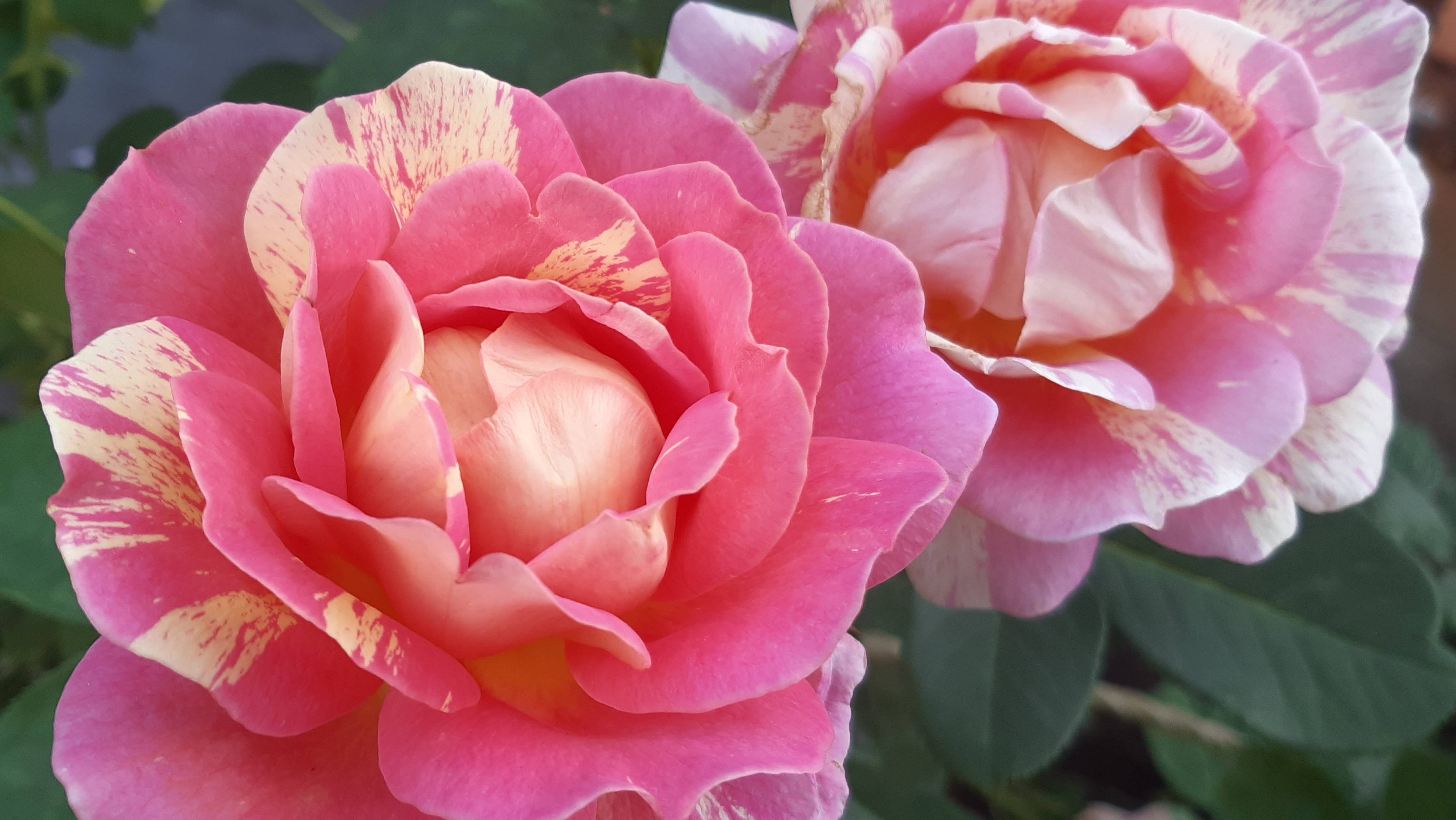 Сад на трех холмах 8 августа 2023 г.
Второе цветение роз набирает силу смотреть онлайн