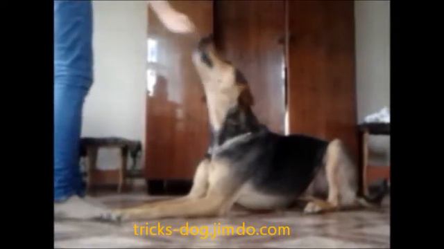ошибка в командах parse error when you run the command sit and lie смотреть онлайн