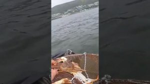 Камчатка. Ловим крабов. Катаемся на лодке по бухте.