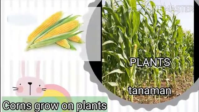 YEAR 1 SUPER MINDS: Fruits & Vegetables-Where Do They Grow смотреть онлайн