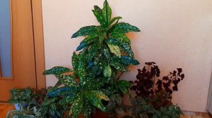 Кротон (кодиеум). Цветение. Уход в домашних условиях.