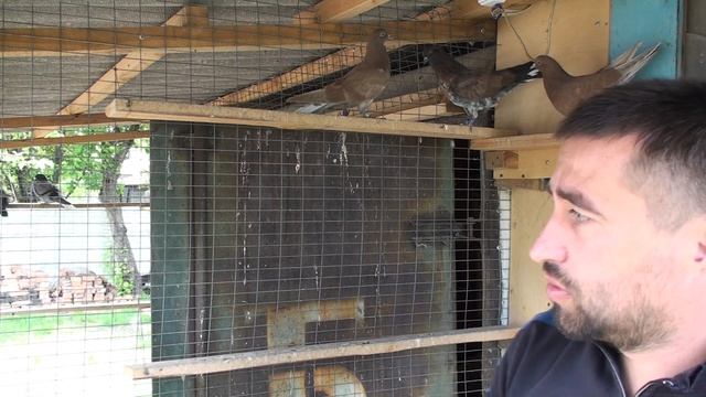 Голубята Стаса Петровича