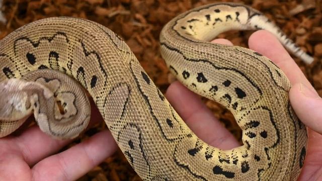 2021 Ball Python Pickups and Holdbacks- 24 Snakes in 25 Minutes!! смотреть онлайн