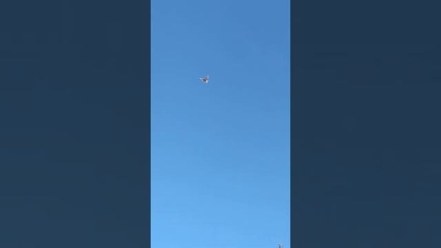 Николаевские голуби в полете смотреть онлайн