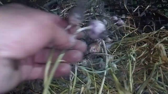 Чеснок. уборка однозубки. Результаты. Харьковский фиолетовый и Любаша. смотреть онлайн