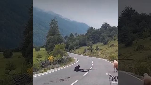 Самый опасный баран смотреть онлайн