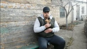 Порода Чихуахуа. Выбор чихуахуа, особенности породы.