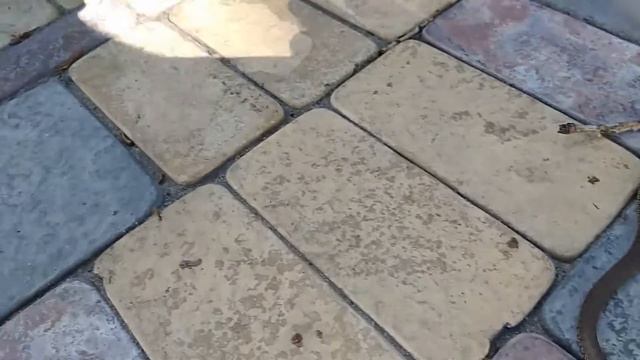 МИНИ ЗМЕЯ - ВОЗМОЖНО И ГАДЮКА ! ОБМАНЧИВЫЙ ОКРАС !!! смотреть онлайн