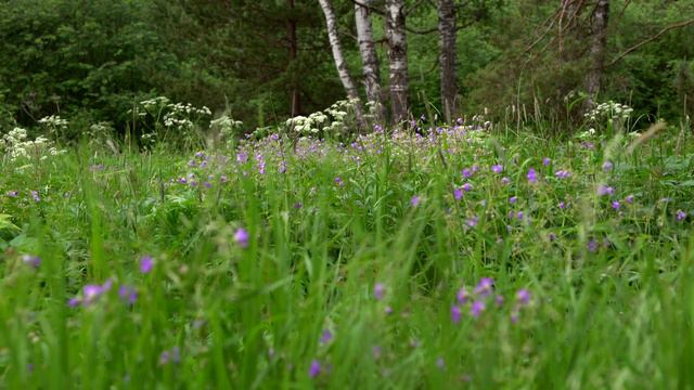 Summer inside of Nature of South Ural in Russia смотреть онлайн