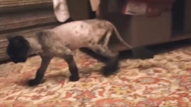 Vasilisa cat. 3 weeks after. смотреть онлайн