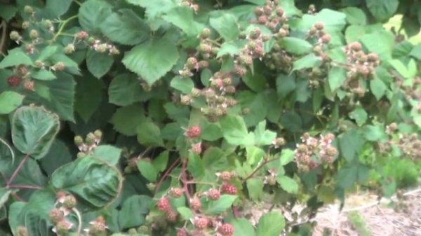 ЕЖЕВИКА ДЖАМБО (Jumbo). ОТВЕТ НА ВОПРОС .